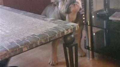 رد فعل كلب لم يتعرف على صاحبته بسبب قناع وجهها (فيديو وصور)