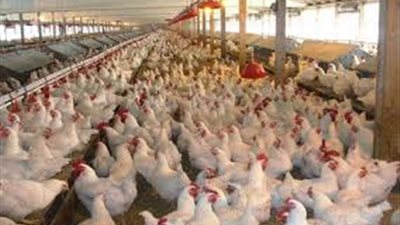 3 خطوات لتحقيق الانضباط في قطاع الإنتاج الداجني