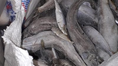 ضبط لحوم منتهية الصلاحية في حملة تموينية بالإسكندرية