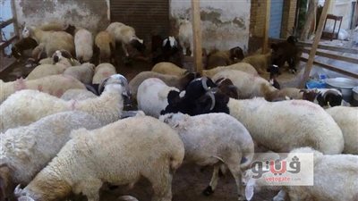 التموين: إقامة شوادر لبيع الخراف الحية اليوم