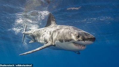 قرش يقترب من طفلين على الشاطئ (فيديو وصور)