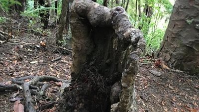 شجرة ميتة تعود للحياة في نيوزيلندا (صور)