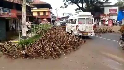 قطيع بط يتسبب في توقف حركة المرور بالهند