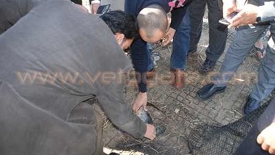 بالصور.. حملة مكبرة لمجلس مدينة الحسينية لضبط الأسماك الفاسدة