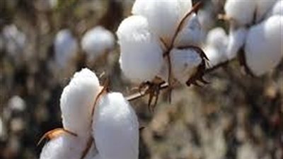 تفاصيل مؤتمر تعريف المزارعين بالنظام الجديد لتسويق محصول القطن بالفيوم