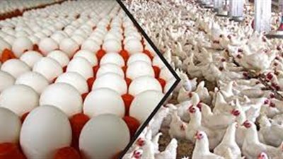 عروض السلاسل التجارية على منتجات الدواجن