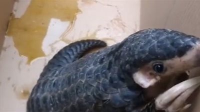 لقطات صادمة لحصار حيوان آكل النمل داخل مرحاض (فيديو)