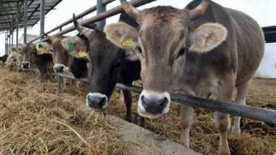 تحصين 44 ألف رأس ماشية في الحملة القومية بالوادي الجديد