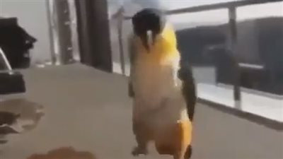 ببغاء يؤدي رقصة روسية ببراعة (فيديو وصور)