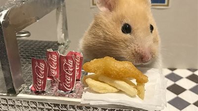 جلسة تصوير رائعة لهامستر تشعل مواقع التواصل