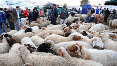 تعرف على نصائح حماية المستهلك عند شراء خروف العيد