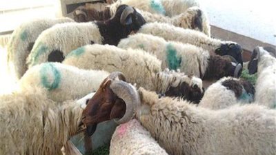 وزير الأوقاف يشكر كل الداعمين لمشروع صكوك أضاحي الأوقاف