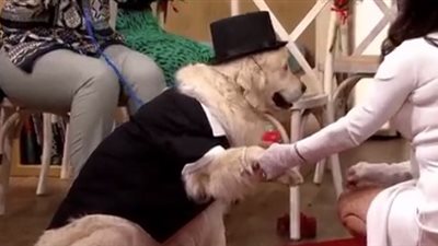 بعد 4 علاقات فاشلة و221 موعدا غراميا.. بريطانية تتزوج كلبا على الهواء