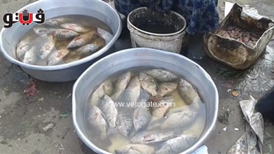 بالفيديو.. بائعو أسماك: «الناس قلقانة وما بتشتريش زي الأول»