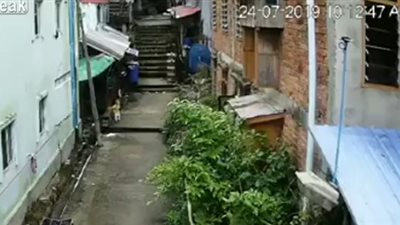 لقطات مروعة للحظة هجوم 5 كلاب ضالة على طفل 18 شهرا(فيديو)