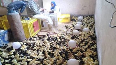 محافظة البحيرة تعلن عن إدخال زراعات جديدة للاستخدام الحيواني