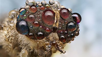 أفضل الصور الملتقطة لحشرات تحمل قطرات الندى