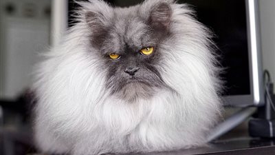 ملامح قط تجذب آلاف المتابعين عبر إنستجرام (صور)