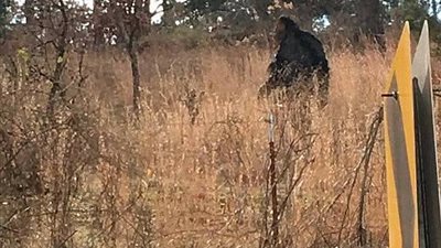 وحش البيج فوت يظهر في لقطات نادرة في أستراليا (فيديو وصور)