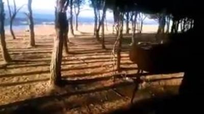 بالفيديو.. غابة في المغرب يعلق في أشجارها أعمال السحر