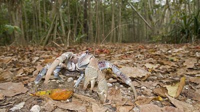 بالصور.. أغرب الكائنات التي تعيش على جزيرة «الكريسماس»