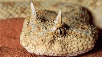 خبير إدارة محلية يتهم المحافظين بالتقاعس عن مكافحة ثعابين الطريشة