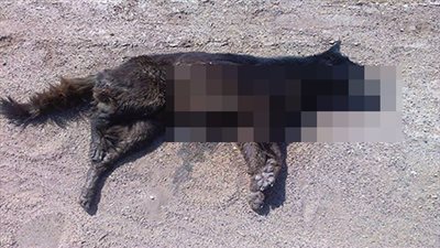 إعدام 261 كلبا وذئبا خلال أسبوع في الوادي الجديد