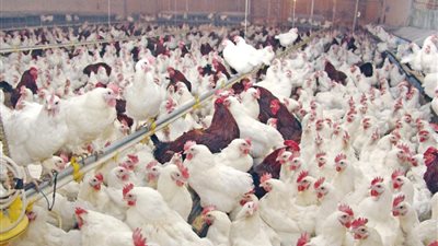 التصريح بنقل 21 ألف طائر للذبح بمجازر خارج الوادي الجديد