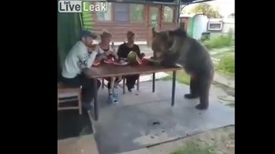 لقطات صادمة لدب عملاق يأكل البطيخ مع عائلة (فيديو)