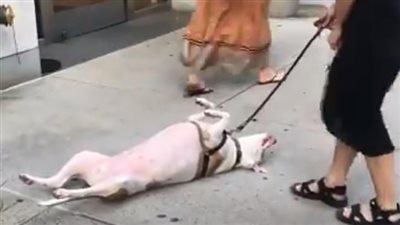 مشهد طريف لكلب يرفض العودة للمنزل (فيديو وصور)