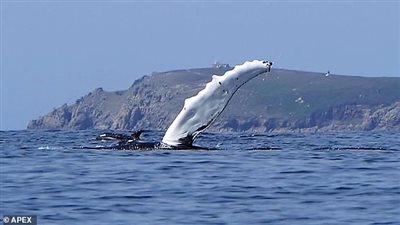 حوت 15 مترا يخترق المياه أمام راكب قارب (صور)