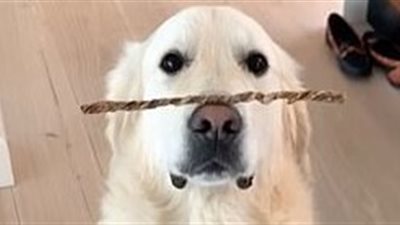 موهبة كلب في حفظ توازن الأشياء أعلى أنفه (فيديو وصور)