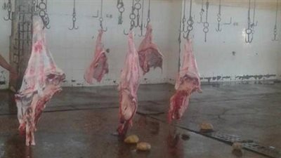 ذبح 3967 رأس ماشية بمجازر الوادي الجديد خلال 8 أشهر