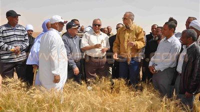 1300 جنيه دعما لمزارعي القمح عن كل فدان بالوادي الجديد