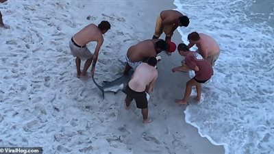 شجاعة سباحين في إنقاذ قرش المطرقة من خطاف علق بفمه (فيديو وصور)