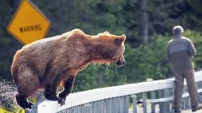 غرامة لمن يلتقط الصور 