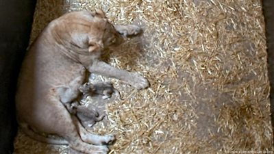 بعد ولادة طال انتظارها.. لبؤة تلتهم شبليها في ألمانيا