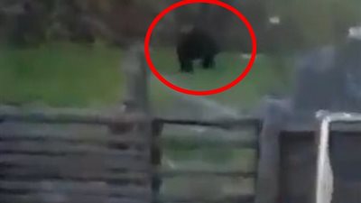 دب يفتك بفتاة حتى الموت (فيديو وصور)