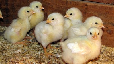 تجارية القاهرة: 1.3 مليار كتكوت حجم الإنتاج السنوي