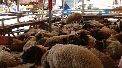 مدينة بورفؤاد وبيطري بورسعيد يشنان حملة على شوادر الجزارة قبل العيد (صور)