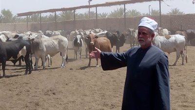 «استعدادا للذبح ».. الأوقاف تعلن وصول الأضاحي مجزر أبو سمبل (صور)