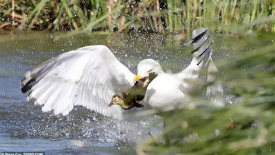 نورس يحاول صيد بطة عمرها يوم واحد (صور)