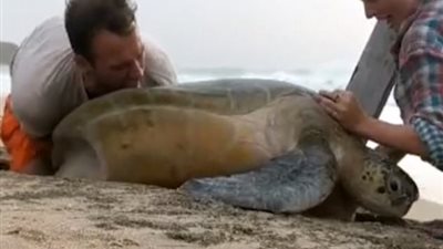 إنقاذ سلحفاة مائية علقت بين حجرين في 33 دقيقة (فيديو وصور)