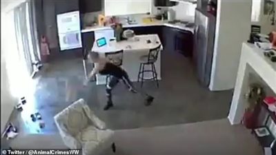 لحظة اعتداء حاضنة حيوانات على كلب (فيديو وصور)