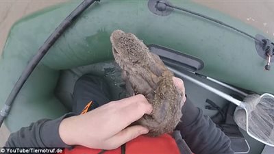 إنقاذ أرنبين علقا وسط نهر ألماني خلال الفيضان (فيديو وصور)