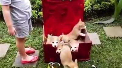 فتاة تستعرض هديتها في الفالنتين (فيديو)