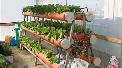 «زراعة الأسطح» مبادرة وزارة البيئة للتكيف مع المناخ.. خفض درجة الحرارة وزيادة الدخل أبرز الفوائد.. إنشاء مركز متخصص للتسهيل على المواطنين في إقامة المشروع.. و3 أنواع للزراعة