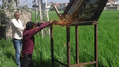 استجابة لشكوى الأهالي.. إنهاء أزمة محول كهرباء عزبة الهردة بكفر الشيخ (صور)