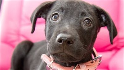 كلب بـ6 أرجل في بريطانيا (صور)