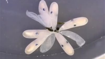 لقطات مذهلة لأخطبوط يخرج من بيضة (فيديو)